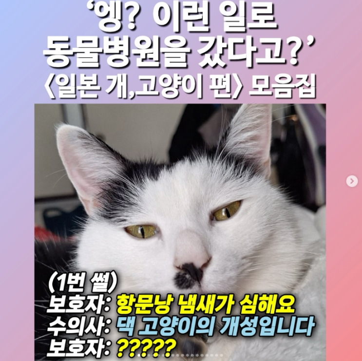  엥? 이런 일로 동물병원을 갔다고? <일본 개, 고양이> 모음집