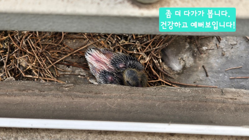실외기 둥지 튼 비둘기, 드디어 새끼 부화 | 그 후 이별과 뒷처리까지
