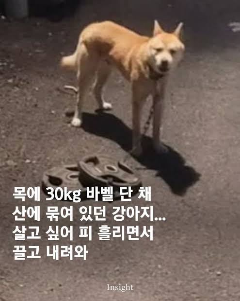  산에 버려진 유기견, 30kg쇳덩이 목으로 끌고 내려왔다