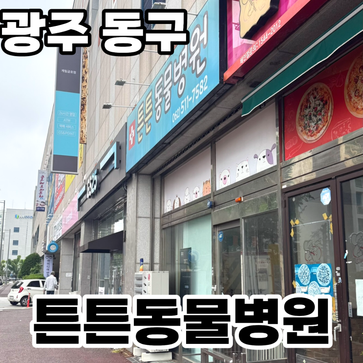  광주 계림동 '튼튼동물병원' 암컷 고양이 중성화수술 상세후기, 비용