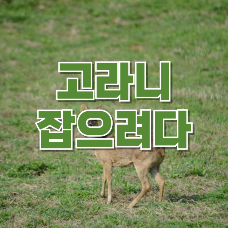  “고라니 잡으려다 사람 맞았다”…농촌 뒤덮은 유해야생동물 포획 논란
