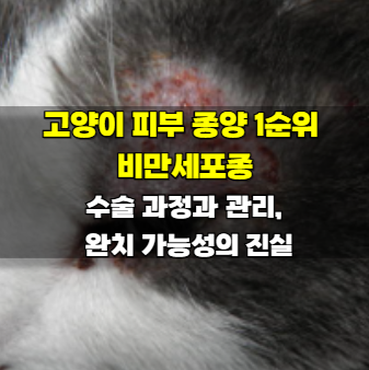 고양이 피부 종양 1순위 비만세포종 수술 과정과 관리, 완치 가능성의 진실
