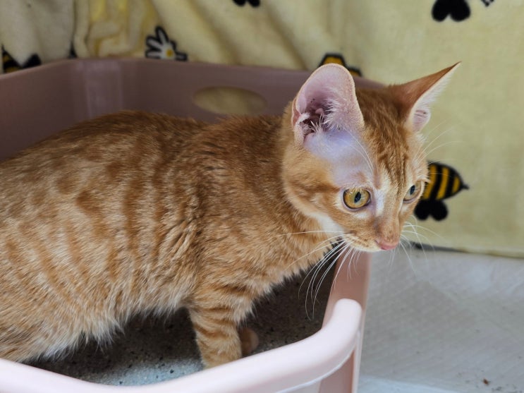  고양이 자발 배뇨 안될때 약 복용 고민
