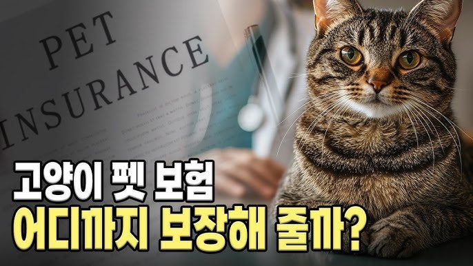펫보험 가입 전에 반드시 확인해야 할 '이것' 놓치면 끝