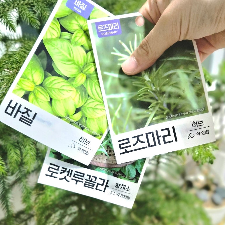 다이소 허브 씨앗 키우기 발아 냅다 흙에 심어 성공한 후기