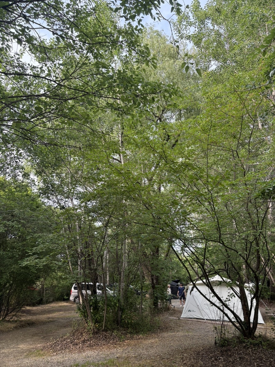 평화강변수목캠핑장 사진 1