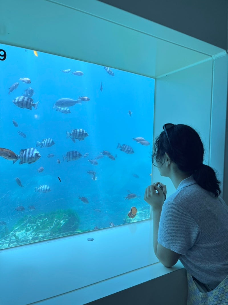 [울릉도] 3박4일 자유여행(1) 울릉크루즈 | 울릉도공항렌트카 | 명가식당 | 해중전망대 | 비치....