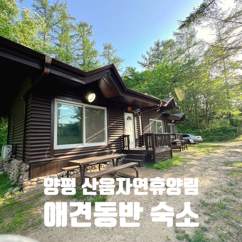 양평 국립산음자연휴양림 반려견지구 애견동반숙소 리뷰