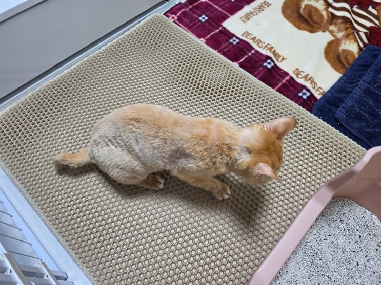  코숏 모카 여름 나기, 오늘 미용을 해줬어요.