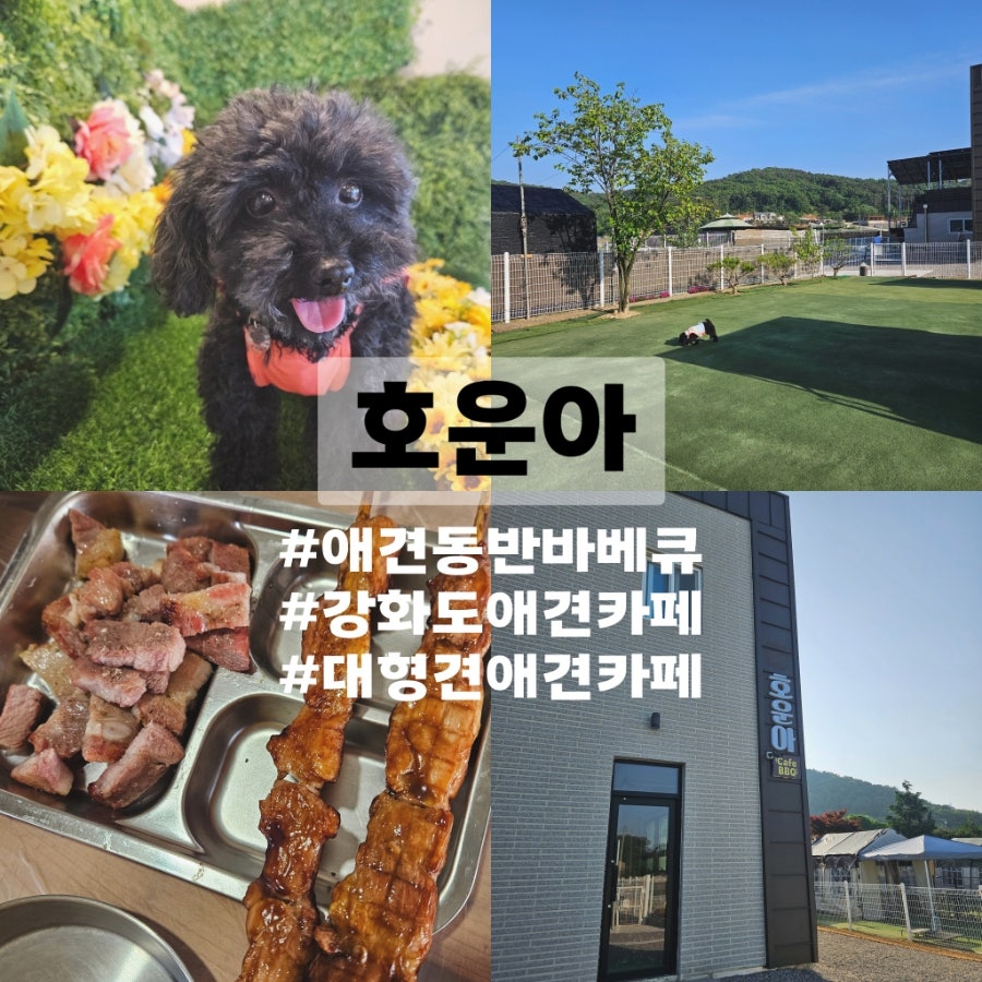 애견카페 호운아 사진 1
