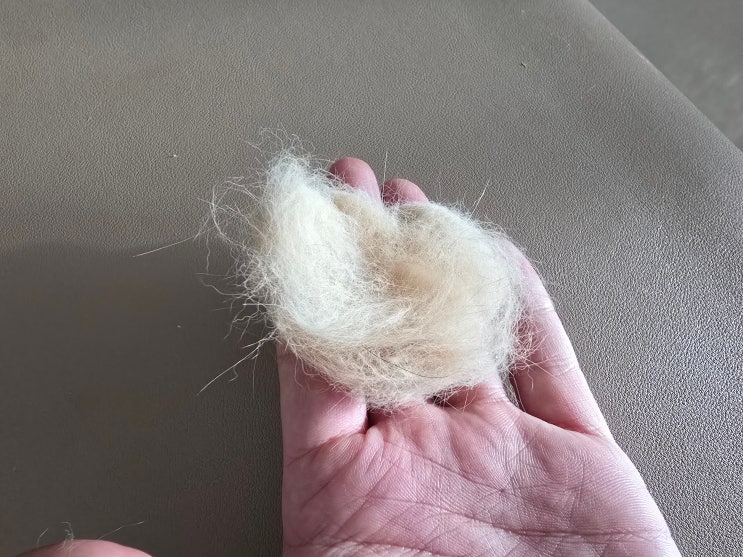  고양이 털갈이 시작된 모카 브러싱 해줬어요