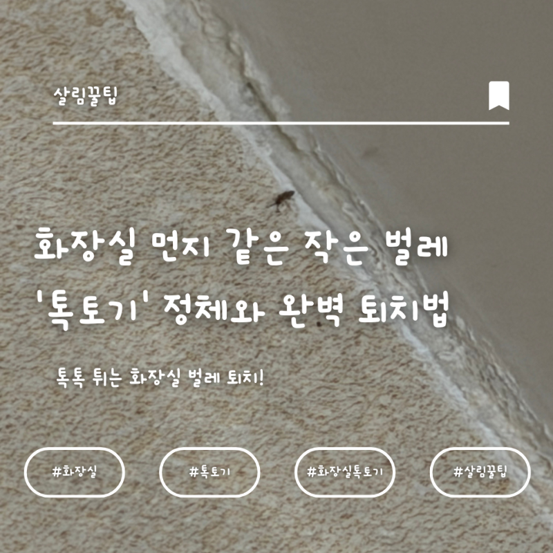 화장실 먼지 같은 작은 벌레 '톡토기' 정체와 완벽 퇴치법