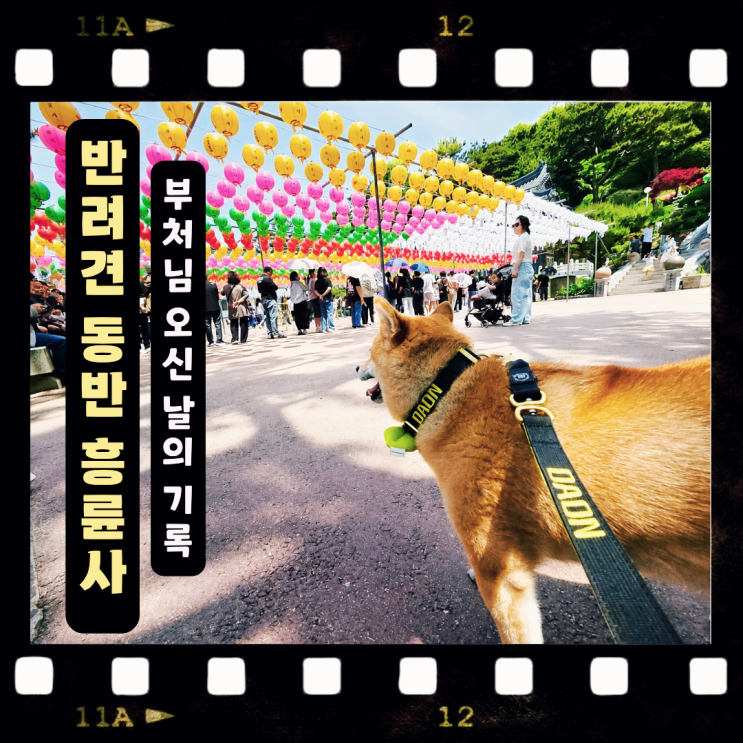  인천 송도 흥륜사, 반려견과 함께한 부처님 오신 날 방문 기록