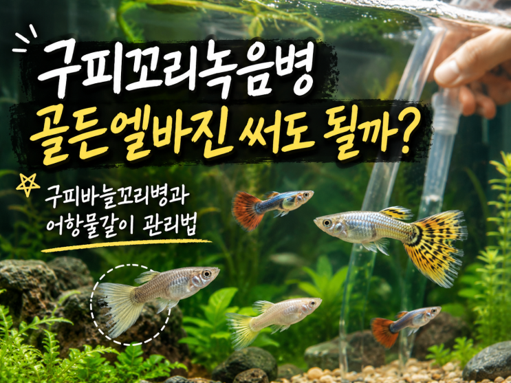  물생활 팁, 구피꼬리녹음병 골든엘바진 써도 될까? 구피바늘꼬리병과 어항물갈이 관리법