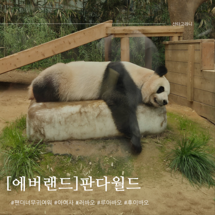 용인 에버랜드 바오패밀리 후이.루이.<b>아이바오</b>.러바오 보고왔어요