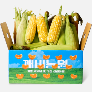  깨비농원 제주 초당옥수수 10개 특품 - 생으로 먹는 아삭달콤한 옥수수