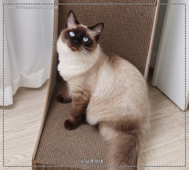 고양이 스크래쳐, 네네린도 대형 수직 스크래처 후기