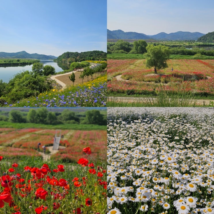  5월 가볼만한곳 함안 악양생태공원 악양둑방 샤스타데이지 양귀비 꽃구경