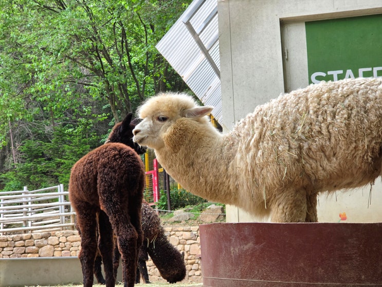 철원 가평 여행 3부 / 더스테이힐링파크 조식, 알파카 동물원