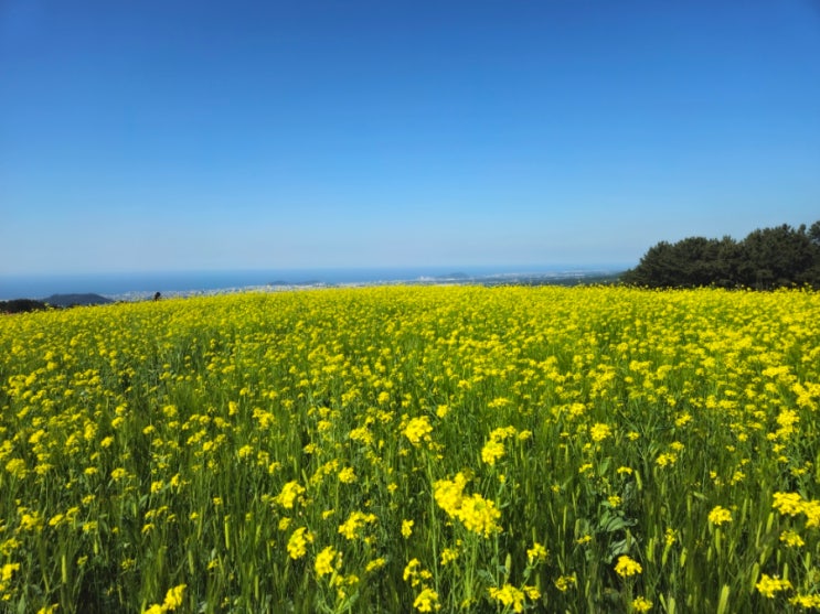  제주 오라, 메밀 꽃 오라(오라동 메밀밭) ㅣ폭싹속았수다 촬영지(청보리 밭) 다녀왔어요