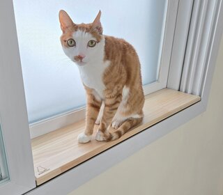  고양이 젤리보호 창틀덮개 - 냥이 발 건강과 안전한 창가 놀이터