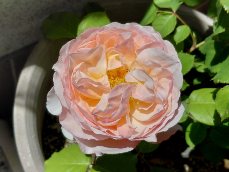  장미 프린세스 샤를린 드 모나코의 개화 (Rose Princess Charlene de Monaco)
