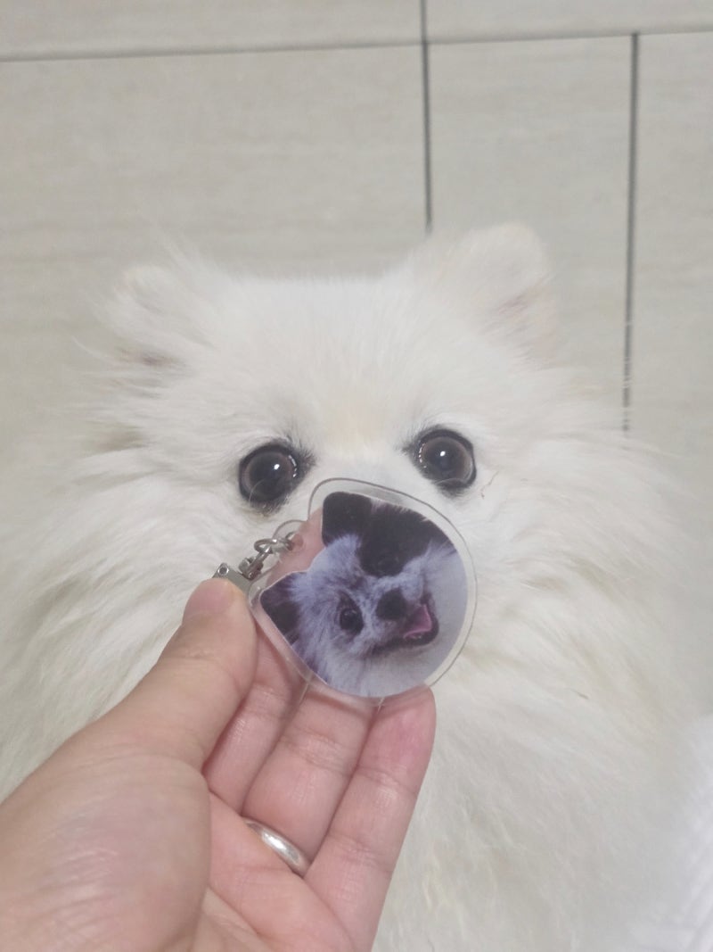 강아지 인식표 이름표 외장칩 필수인 이유?