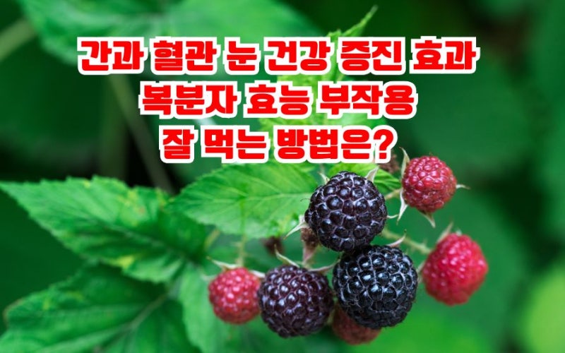 복분자 효능 간 피로 혈액순환 개선에 복분자즙 분말 냉동 청 먹는법 부작용 총정리