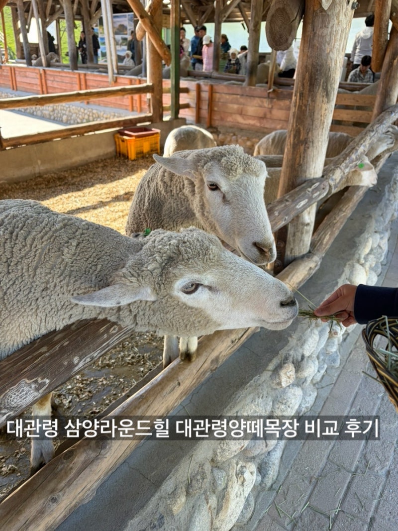 대관령 삼양라운드힐(삼양목장), 대관령 양떼목장 비교 후기 (아이와함께)