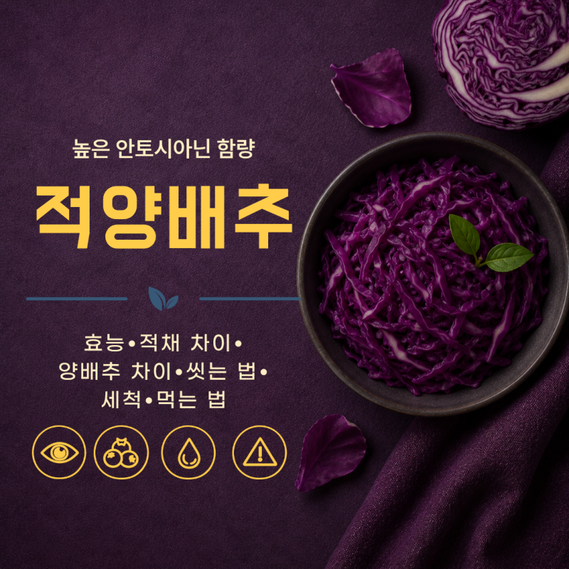 적양배추 효능 적채 양배추 차이 씻는 법 세척 먹는 법