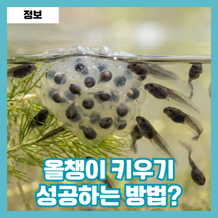  올챙이 키우기 물갈이 수질관리 변태 과정