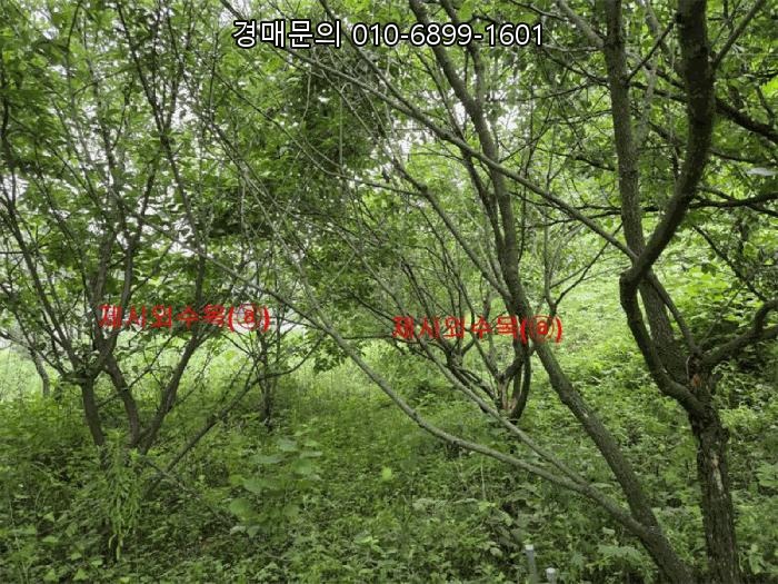  경상남도 합천군 대양면 백암리 풍요로운 전 토지 경매, 맹지 속 숨겨진 가치를 찾을 기회! 2025타경10259