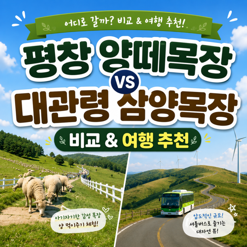 평창 양떼목장 대관령 삼양목장 비교 여행 추천