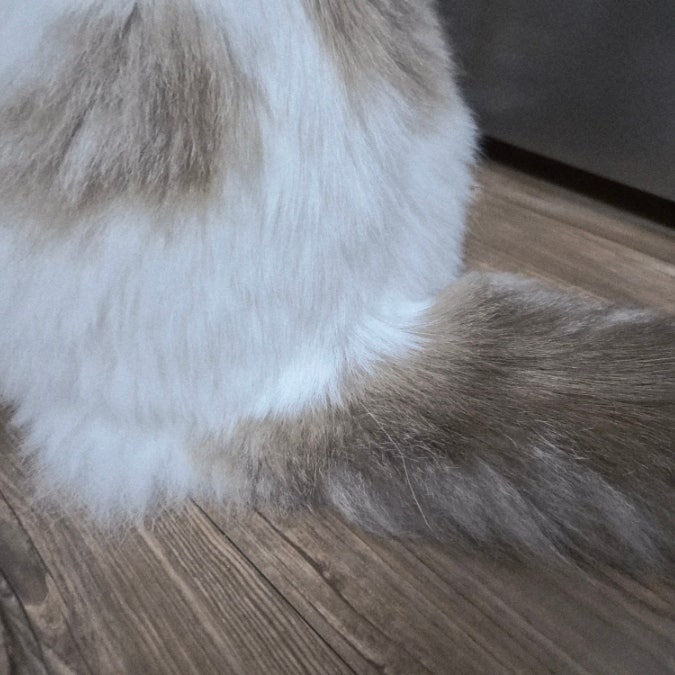 고양이 똥꼬냄새, 똥냄새 유독 심하다면 확인할 것