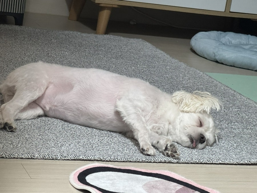 삐삐네분식 사진 5