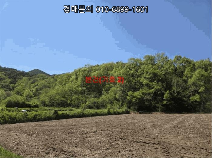  경상남도 거창군 남하면 지산리 임야 법원경매, 4회 유찰된 지산리 산206 임야 투자, 분묘기지권 특수물건 완벽 분석으로 성공 투자 기회 잡으세요! 2025타경387