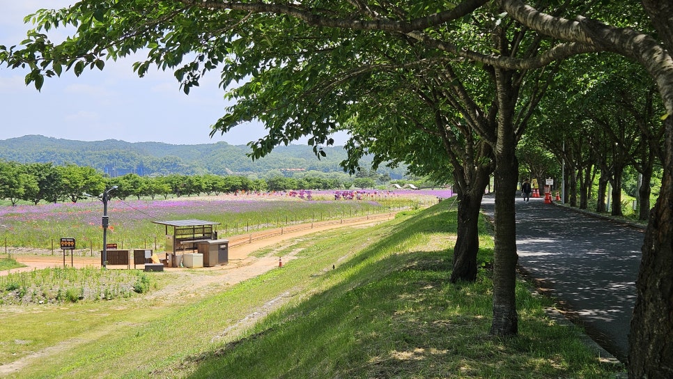 늘솜물회 사진 2