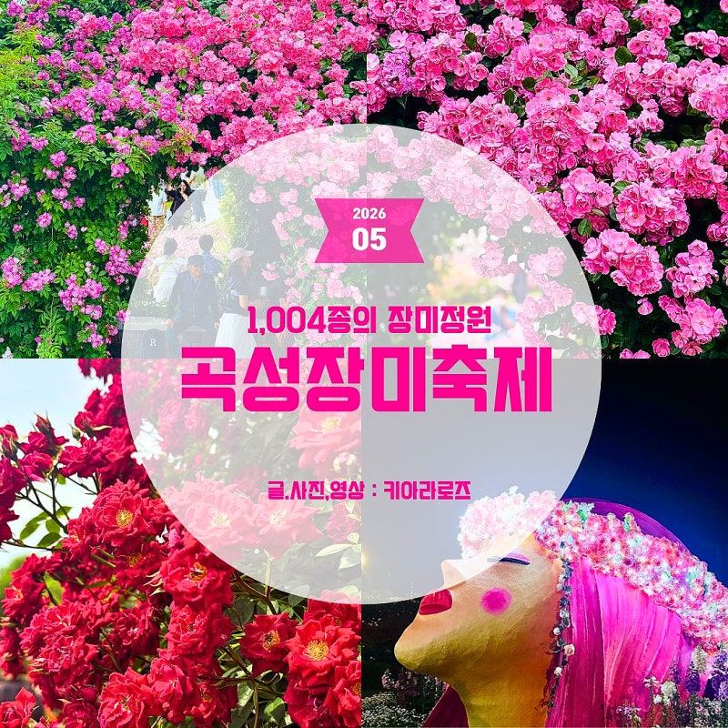 전남 곡성 장미축제 실시간 2026, 기차마을 매진 대비 코스부터 공연 주차 야간개장