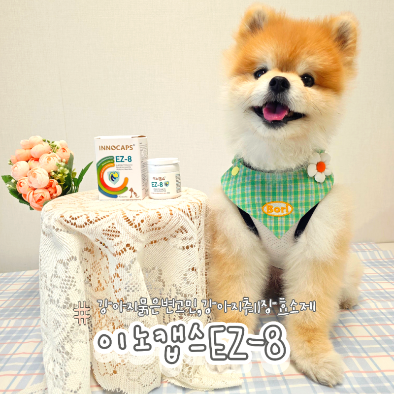 강아지묽은변 고민이라면  강아지췌장효소제 이노캡스 EZ-8 급여후기