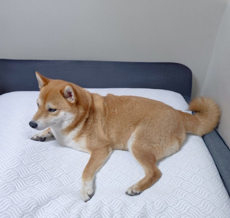  더위 많이 타는 시바견이 정착한 조은자리 강아지쿨방석
