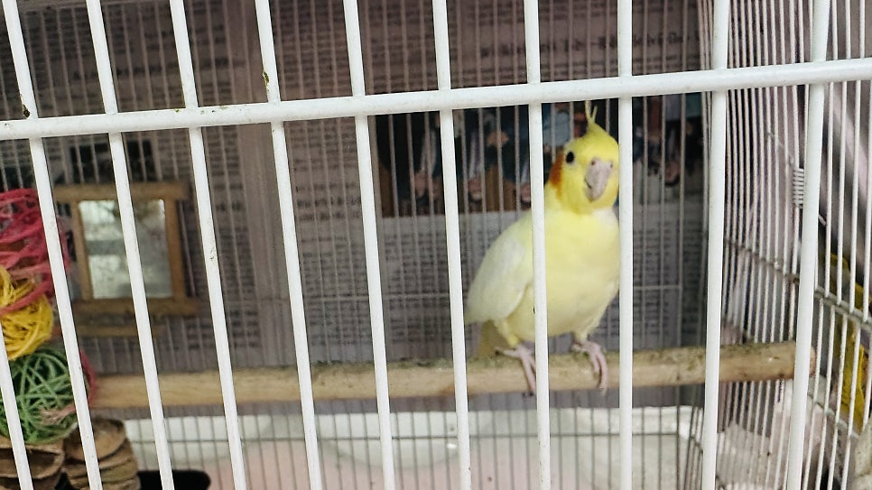 이안에 사진 4