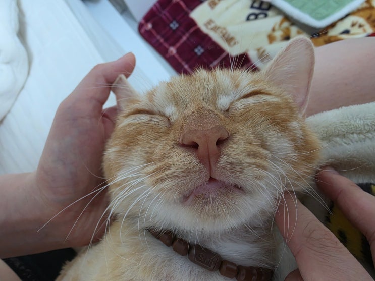  고양이 털 미용후 불안했던 모카의 하루
