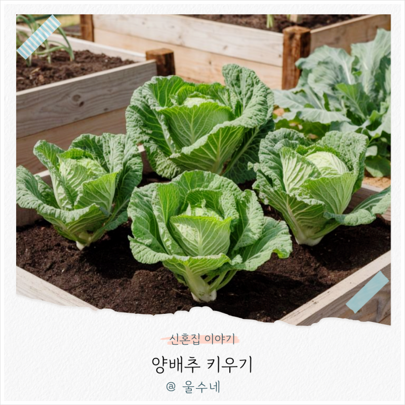 양배추 심는시기 방울양배추 모종 키우기 재배 방법