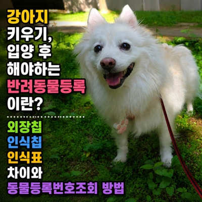 강아지 키우기, 입양 후 해야하는 반려동물등록이란? 외장칩 인식칩 인식표 차이와 동물등록....