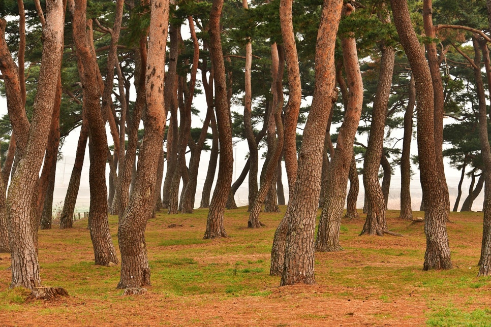 명량다원 사진 1