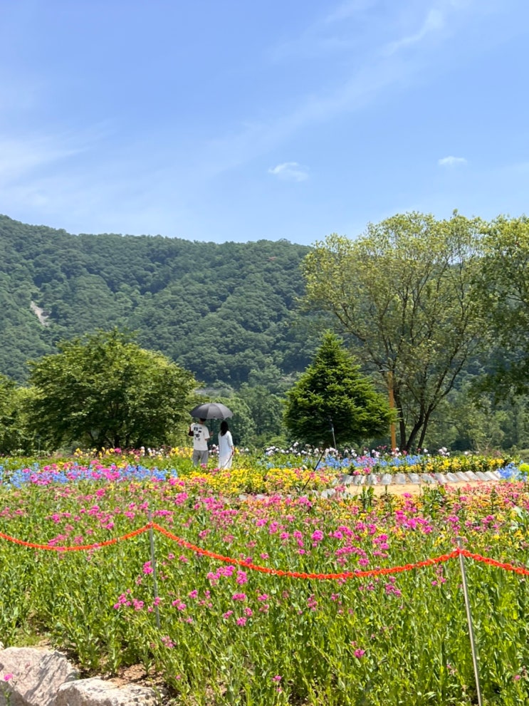가평 <b>자라섬 꽃축제</b> 2026 일정기간,입장료,셔틀 전기차,먹거리... 