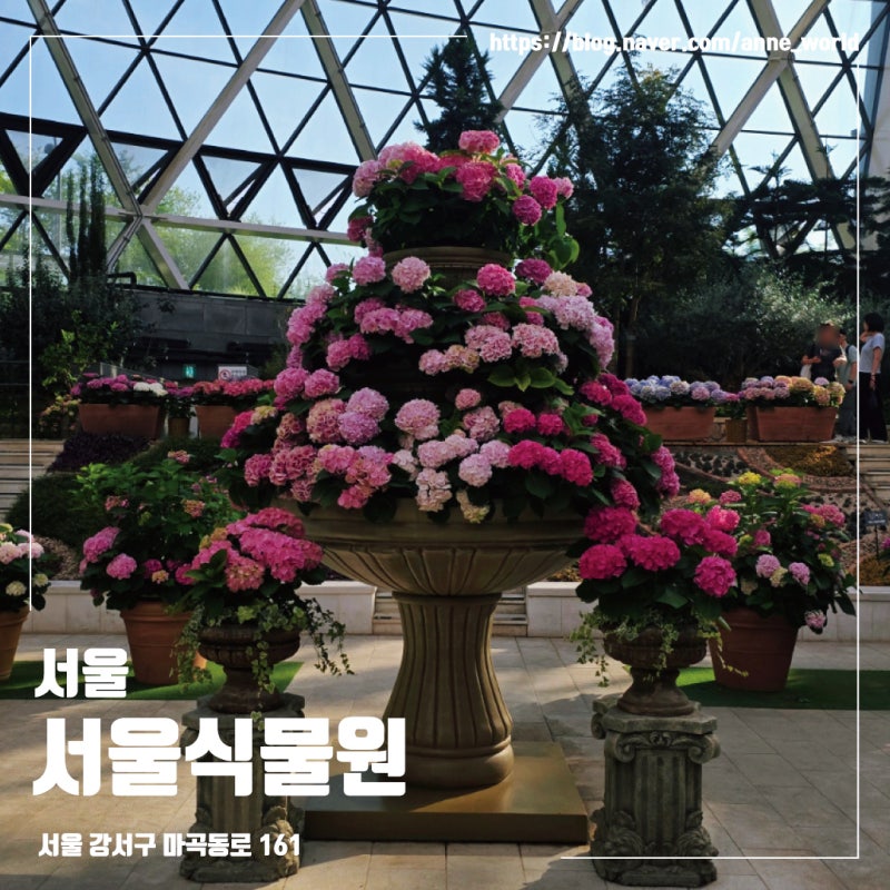 마곡 서울식물원 낭만수국전 장미원 후기, 대중교통으로 가는 방법