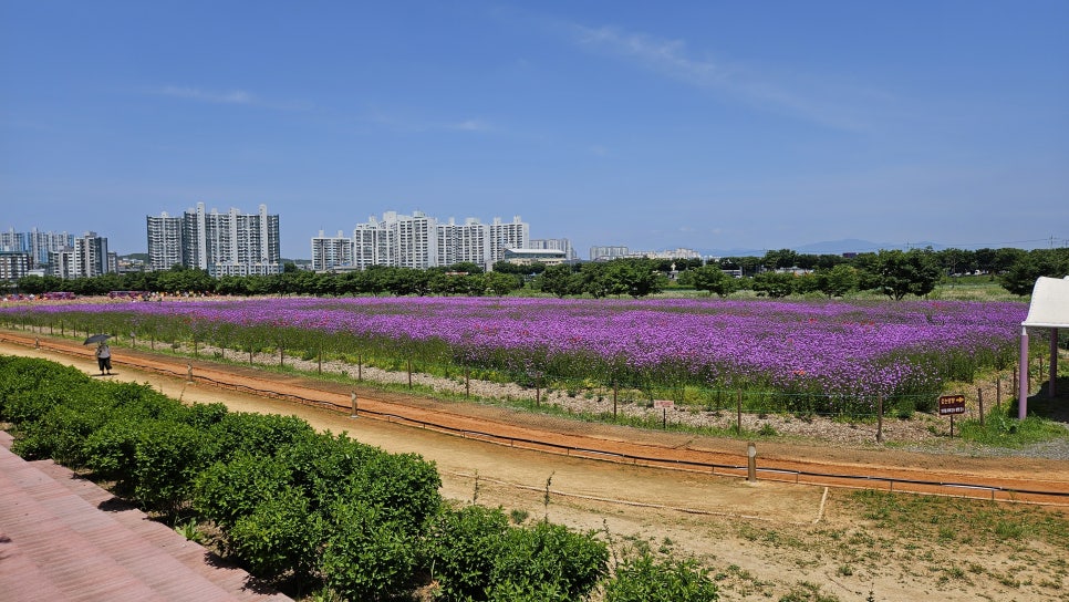 늘솜물회 사진 4