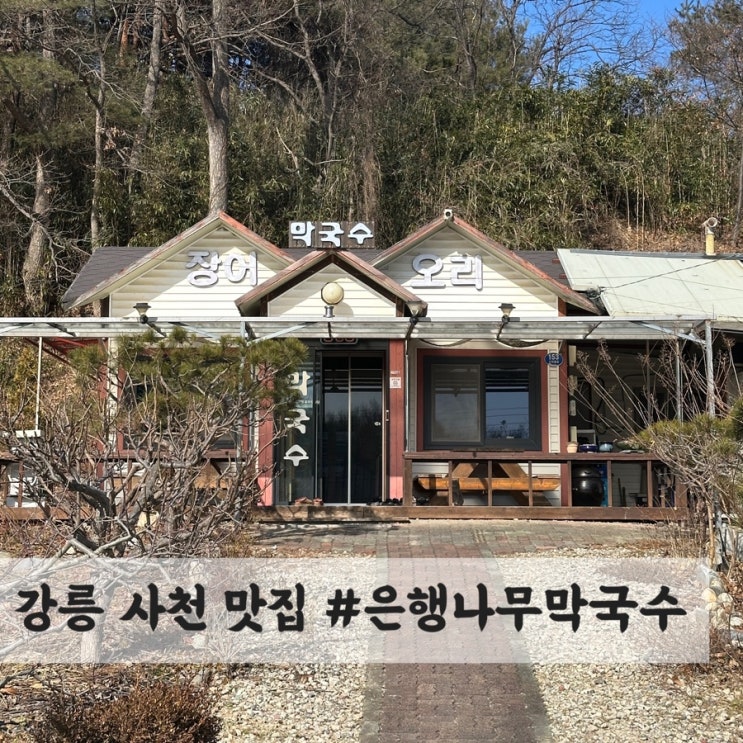 강릉 사천 막국수 맛집 #은행나무 막국수