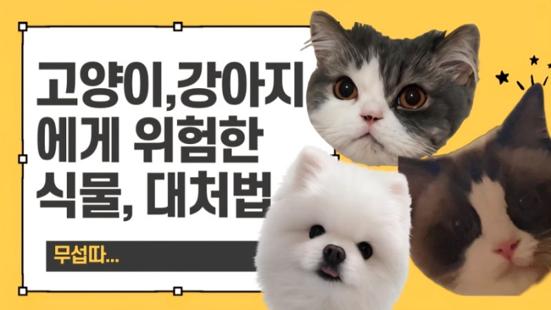 집사 필독) 고양이 강아지 키울 때 절대 두면 안 되는 위험한 식물과 꽃 종류 총정리